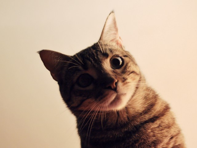 (c) Gatto Mimmo / Flickr